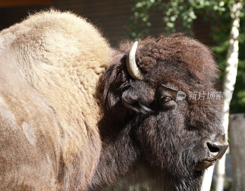 在动物园-森林野牛(bison bison athabascae)